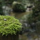 苔むした欄干