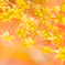 紅葉2