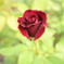 薔薇