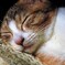 『睡眠導入NEKO剤～♡』