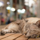 スヤスヤ zzz