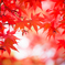 紅葉とプロペラ。。♪