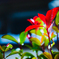 秋の雫・心の紅