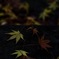 fall colors