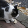 ねこねこ