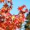 紅葉