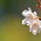 京都御苑の十月桜