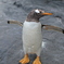 ペンギンの自己主張