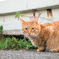 猫の日