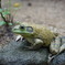 ウシガエル