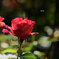 秋薔薇