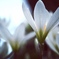 花の名は