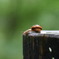 カタツムリ