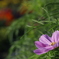 花　その53