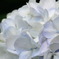 紫陽花