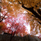 紅葉天井