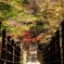 吊り橋を撮ってわたる