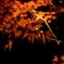 紅に光る
