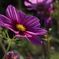 季節を感じる花