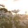 太陽の光と花