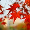 紅葉＃1