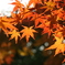 紅葉＃2