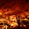 夜の紅葉 in 山中湖