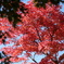 赤 紅葉