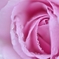dewdrop 