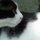小田原城のねこ
