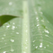 雨音