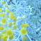 雪の花
