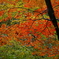 紅葉　鹿沼市