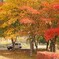 紅葉　ジムニー　川俣湖