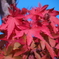 真紅のモミジ