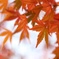 紅葉狩り