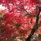 2017紅葉
