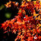 魔林峡の紅葉