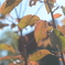 change leaves