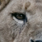 百獣の王の目