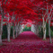 Red Road
