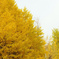 上野公園の秋　4