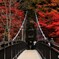 紅葉と吊り橋