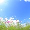 秋晴れ