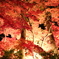 紅葉 夜