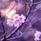 夕暮れの十月桜