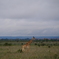 ナイロビ国立公園