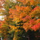 里の紅葉