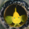 日高 - ミジンベニハゼ