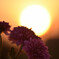 夕日と菊